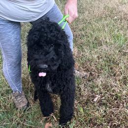Bourbon - Black male Goldendoodle puppy in Water Valley, Mississippi from Olympian Doodles