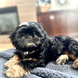 Shih Tzu Puppies from LaDawn’s Little Lions