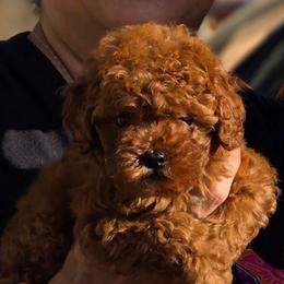 Gigi - Red female Maltipoo puppy in San Diego, California from Maltipoos SD