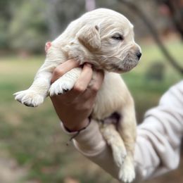 Nina - Light golden female Golden Retriever puppy in Warrenton, Virginia from Four Lochs LLC
