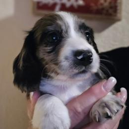 Black Dapple Piebald 1 - Dapple male Dachshund puppy in Port Charlotte, Florida from Vicki's Dachshund Crossing