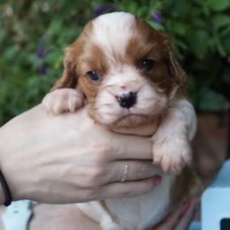 Paul - Blenheim male Cavalier King Charles Spaniel puppy in Lula, Georgia from Cavaliers by Crumley