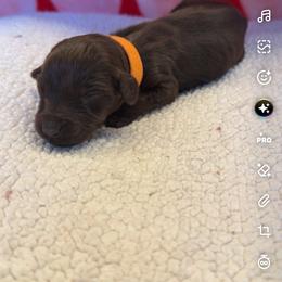 Orange Girl - Chocolate female Australian Labradoodle puppy in Oxford, Mississippi from Stony Brook Australian Labradoodles