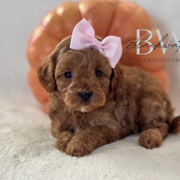 Willow - Red  female Goldendoodle puppy in Amarillo, Texas from Blackwater Doodles