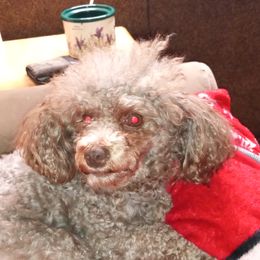 Penny - Poodle