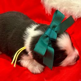 Yellow - Black tri female Miniature Australian Shepherd puppy in 32046, Florida from River Hill Ranch