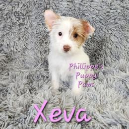 Xeva - Chocolate, tan and white female Yorkshire Terrier puppy in Adair, Oklahoma from Phillippe's Puppy Paws
