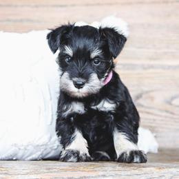 Lily - Black and silver female Miniature Schnauzer puppy in Woodburn, Kentucky from Southern Kentucky Schnauzers