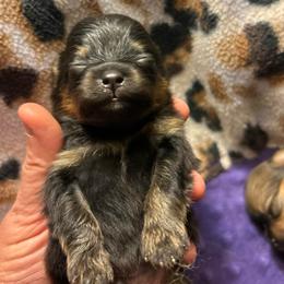 Walnut - Tri-colored male Pomeranian puppy in Zavalla, Texas from Precious Puff Poms