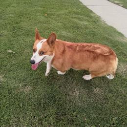 Queenie - White and red female Pembroke Welsh Corgi puppy in Santa Ana, California from Tran's CorgiLand
