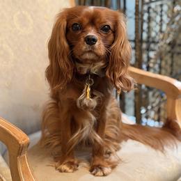 Archie - Cavalier King Charles Spaniel