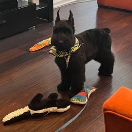 Giant Schnauzer Puppies from W2G Giant Schnauzers