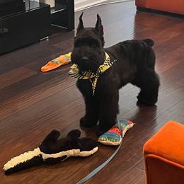Giant Schnauzer Puppies from W2G Giant Schnauzers