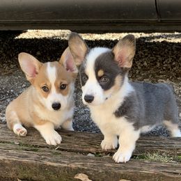 Pembroke Welsh Corgi Puppies from Anita’s little Corgi Haven