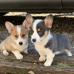 Pembroke Welsh Corgi Puppies from Anita’s little Corgi Haven