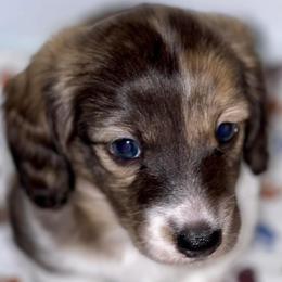 Dachshund Puppies from Desert Horizon Dachshunds