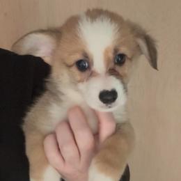 AKC Grey - Red male Pembroke Welsh Corgi puppy in Summerfield, Florida from Promise Land Farm