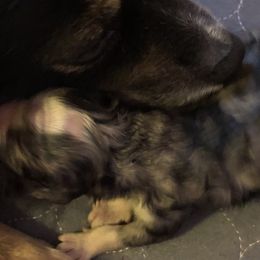 Boy 1 - Miniature Australian Shepherd puppy in Corydon, Indiana from Arbuckle’s Lookin Good Aussies (LGA)
