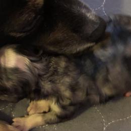 Boy 1 - Miniature Australian Shepherd puppy in Corydon, Indiana from Arbuckle’s Lookin Good Aussies (LGA)
