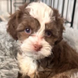 Coco (light pink) - Brown white and tan female Cockapoo puppy in West Haven, Utah from Harper Haven Cavapoos & Doodles