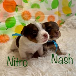 Nash - Chocolate, tan and white male Yorkshire Terrier puppy in Tulsa, Oklahoma from Conns Cuddly Canines
