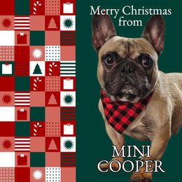 Mini Cooper - French Bulldog