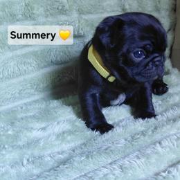 Summery - Black female Pug puppy in Hartsville, South Carolina from PearlsPlayhousePugs