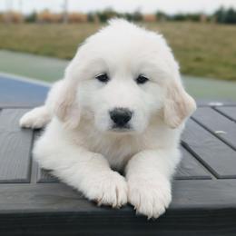 Girl 3 Purple - White female Great Pyrenees puppy in Yakima, Washington from Naches Heights Ranch
