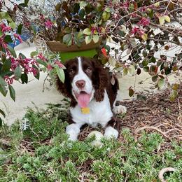 English Springer Spaniel Puppies from 31 Pines Springers & Retrievers