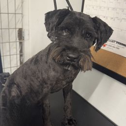 Sylvie - Miniature Schnauzer