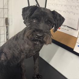 Sylvie - Miniature Schnauzer