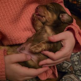 Dachshund Puppies from Tumbleweed Dachshunds