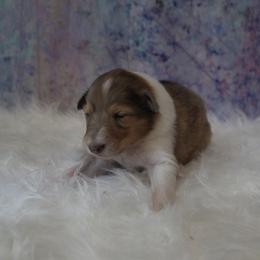 Collie Puppies from Otter Point Collies