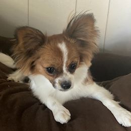 Papillons from Joe’s Papillons