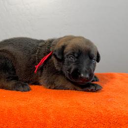 Bane (Red) - Black sable male Belgian Malinois puppy in Buckeue, Arizona from Légende Vivante Du Chief Kennel