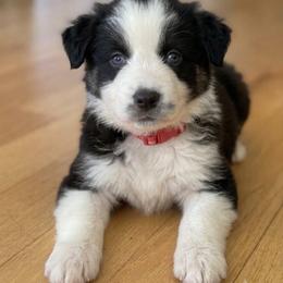 Ladybug - Black tri-color female Australian Shepherd puppy in Ellensburg, Washington from Creekside Aussies