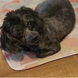 Betty - Poodle