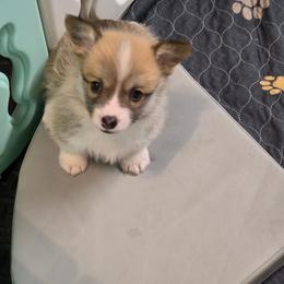 Dixie - Sable female Pembroke Welsh Corgi puppy in Charleston, Arkansas from Hilltop Corgis