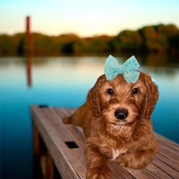 Abby - Apricot female Goldendoodle puppy in Valdosta, Georgia from Designer Doodles of South GA