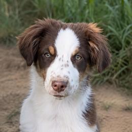 Anthony - Red tri male Miniature Australian Shepherd puppy in Macomb, Missouri from Show Me MO Aussies