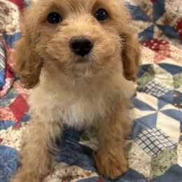Magnolia - Buff female Cockapoo puppy in Winnsboro, Texas from Happy Hollow Ranch