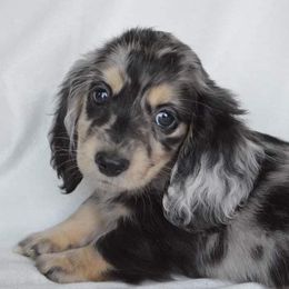 Dachshund Puppies from Dreamheart Dachshunds
