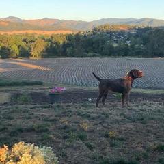 Pudelpointer All Grown Up from Happy Valley Gun Dogs