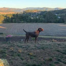 Pudelpointer All Grown Up from Happy Valley Gun Dogs