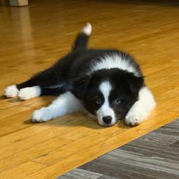 Girl 5 - Black tri female Miniature Australian Shepherd puppy in Saco, Maine from Wags Family Aussies