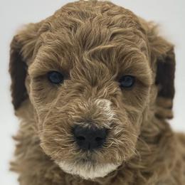 Goldendoodles and Sheepadoodles from Northwood Doodles