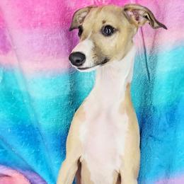 All The DoDa Day Honest-To-Goodness - Red male Italian Greyhound puppy in Cadwell, Georgia from All The DoDa Day Italian Greyhounds