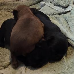Brussels Griffon puppies from Pine Haven Brussels Griffons LLC