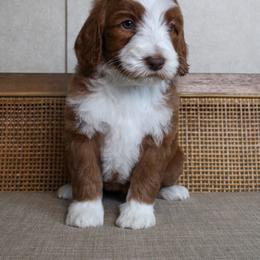 Holly - Red  female Goldendoodle puppy in Warsaw, Ohio from Lovabledoodles