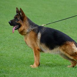 Puma - German Shepherd